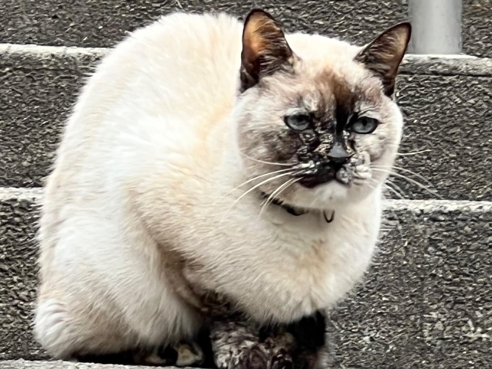 保護された猫 保護された猫