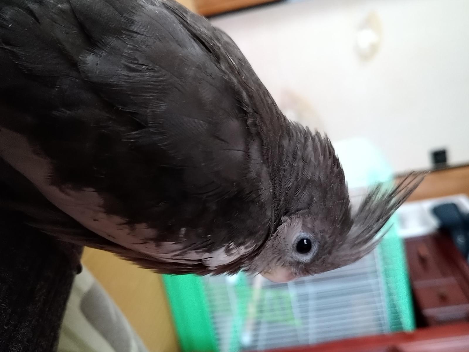 ムギちゃん ムギちゃん