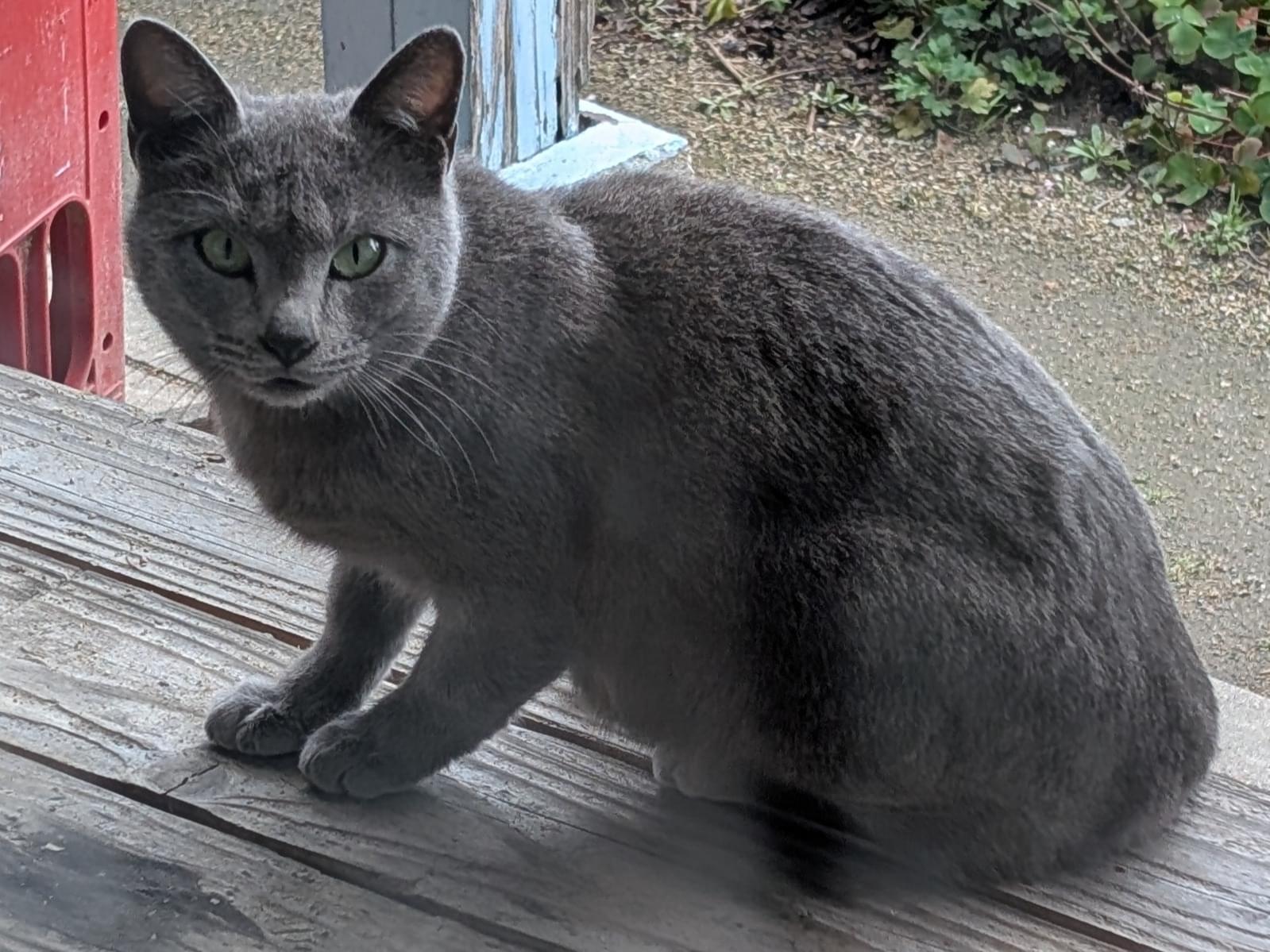 目撃された猫 目撃された猫