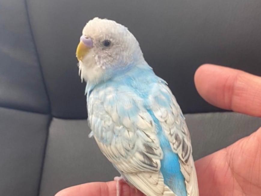 保護された鳥 保護された鳥