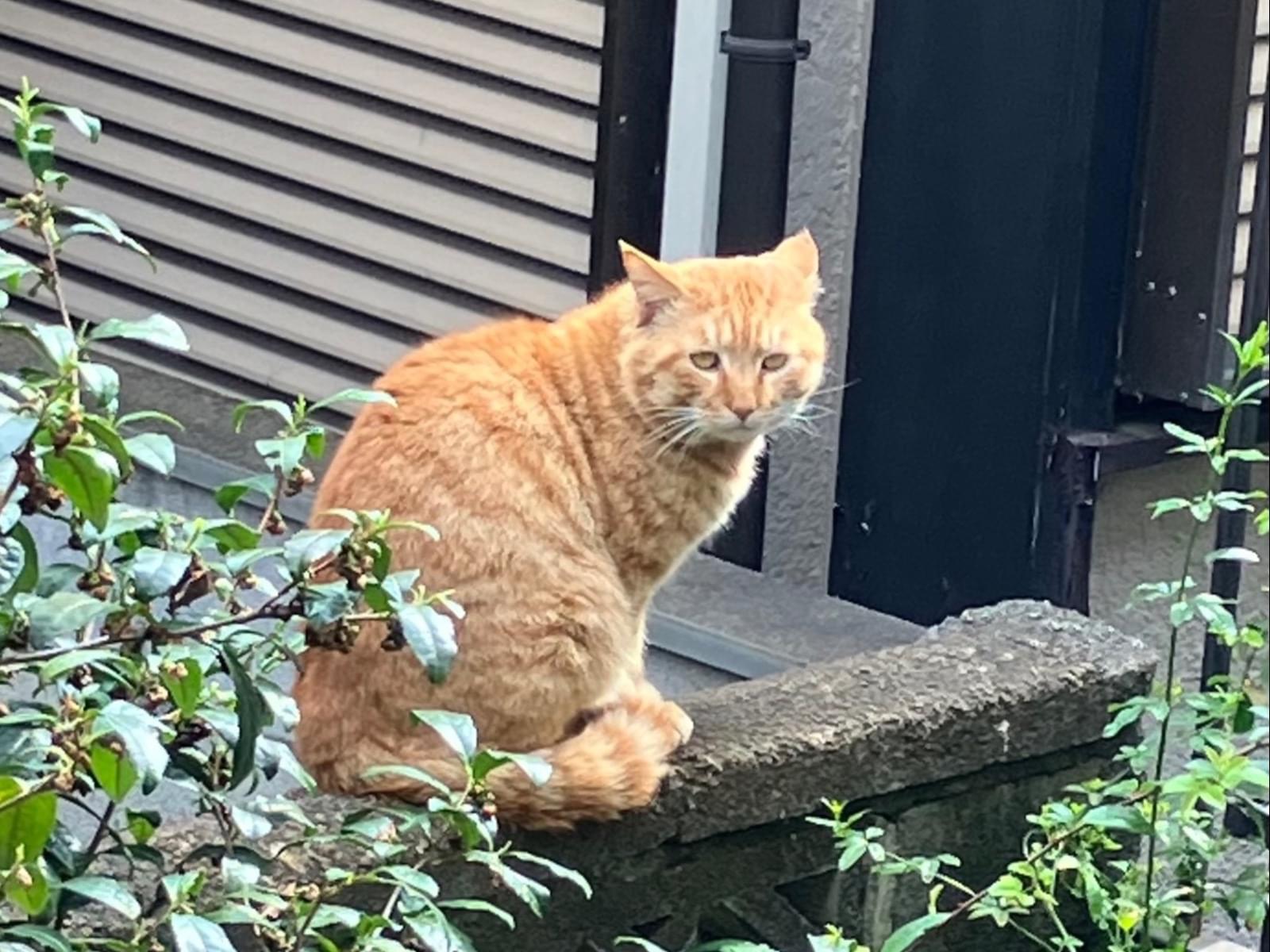 目撃された猫 目撃された猫