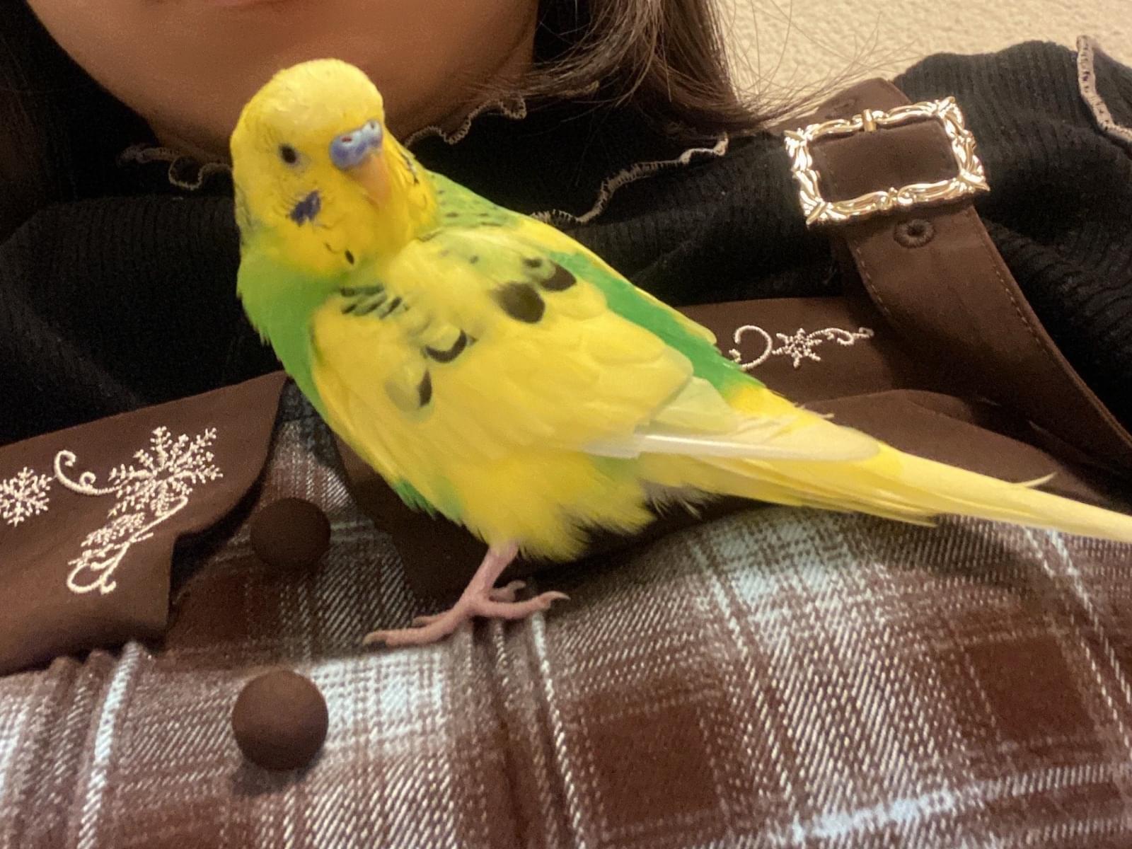 きゅーちゃん きゅーちゃん