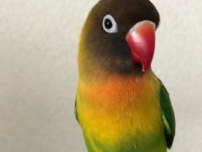 マメちゃん マメちゃん