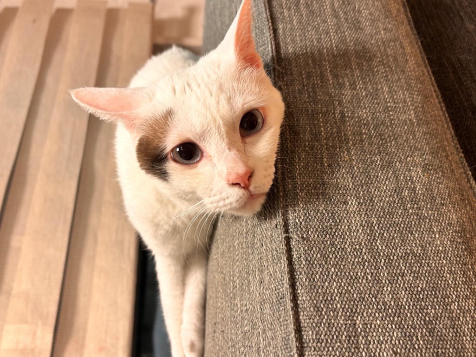 ここみちゃん ここみちゃん