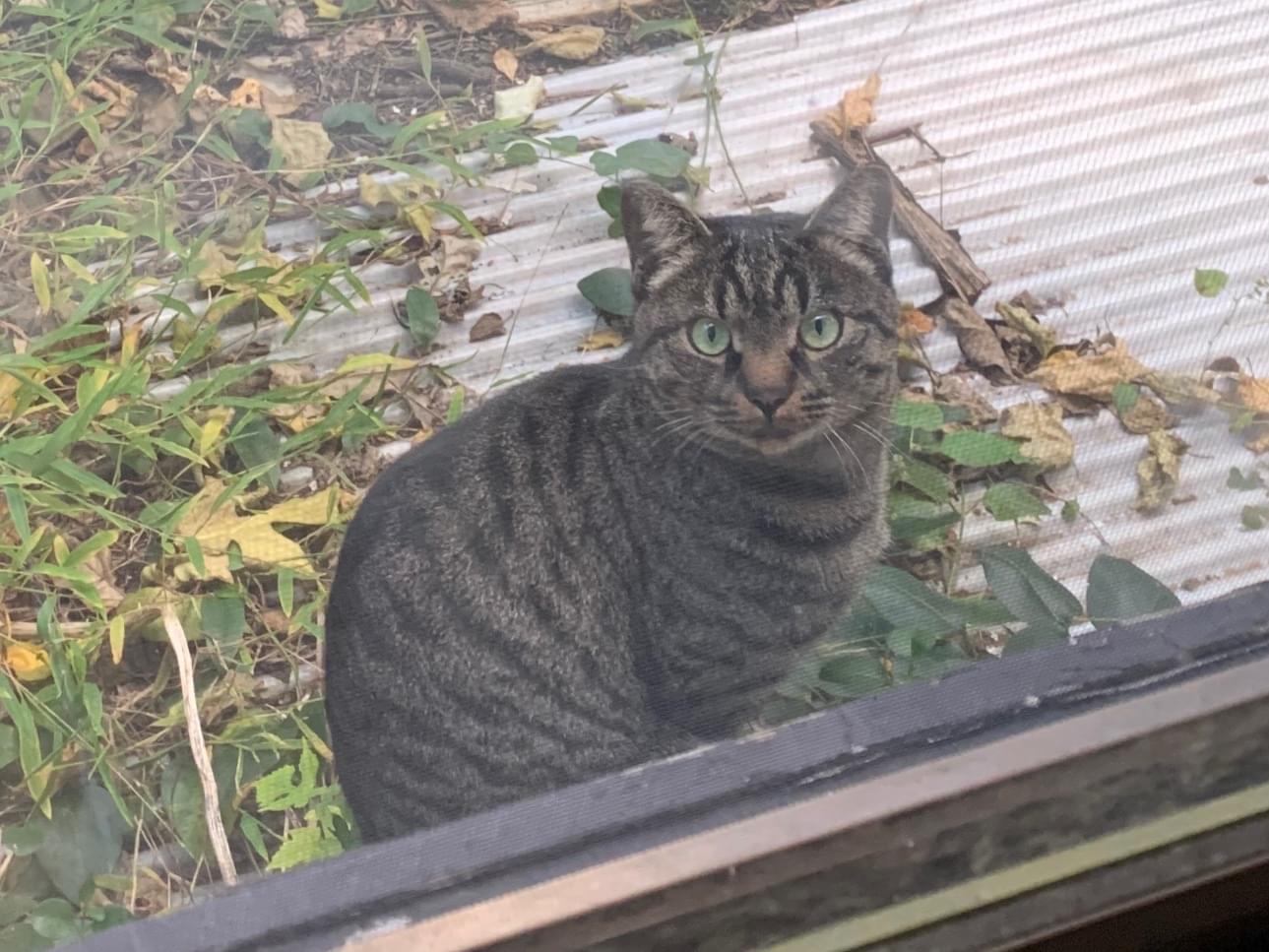 目撃された猫 目撃された猫