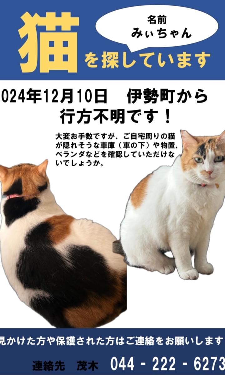 右耳桜カットの三毛猫を探しています