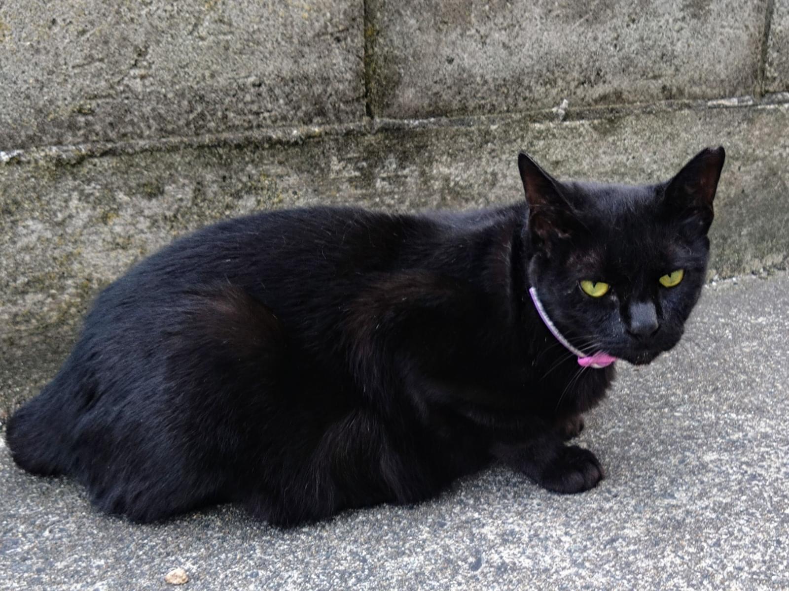 目撃された猫 目撃された猫
