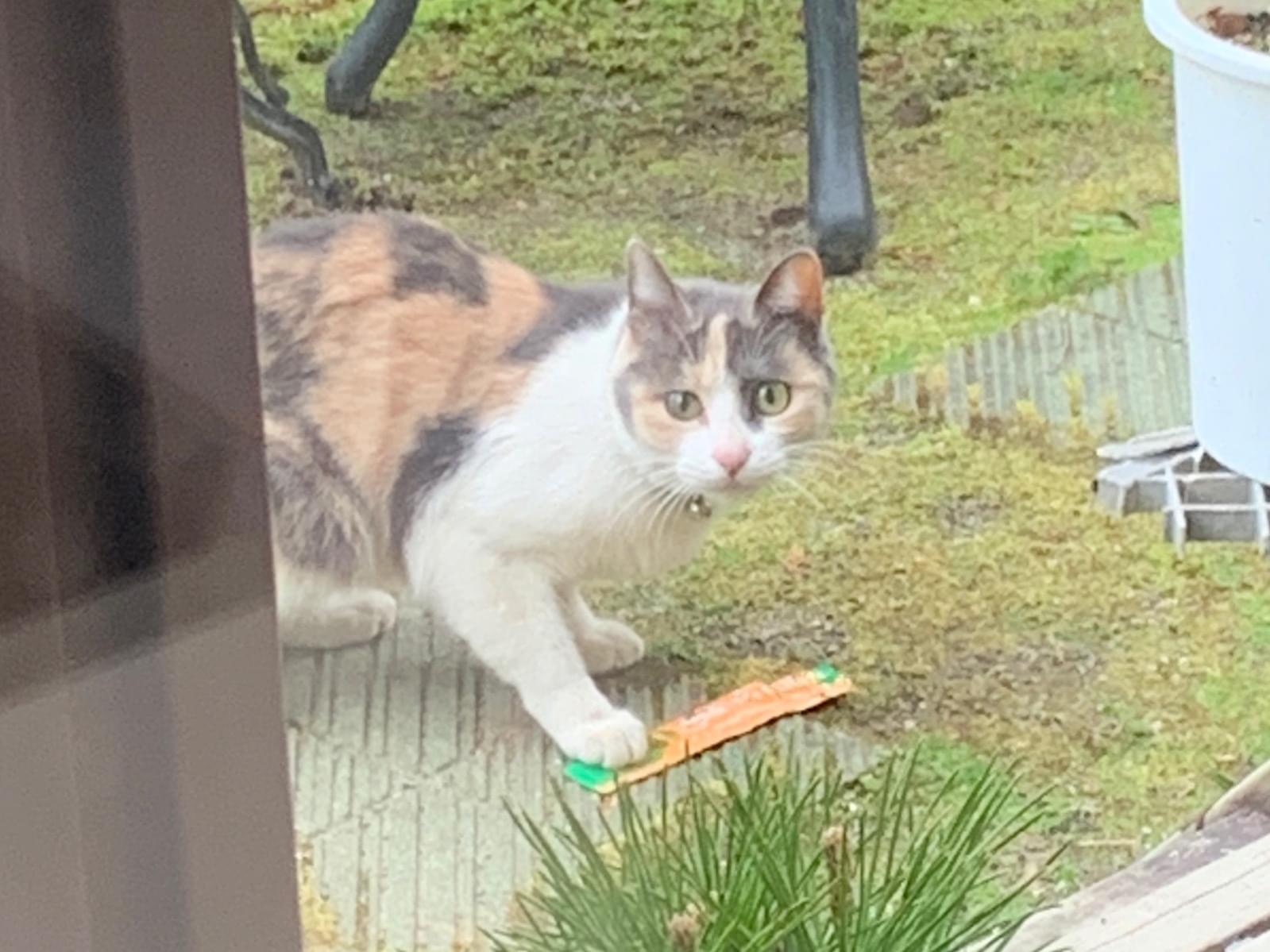 目撃された猫 目撃された猫