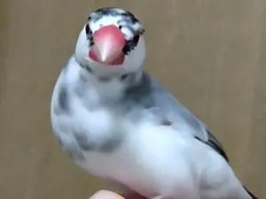 文鳥スキー　様 桜文鳥(ごま塩柄)を探してます