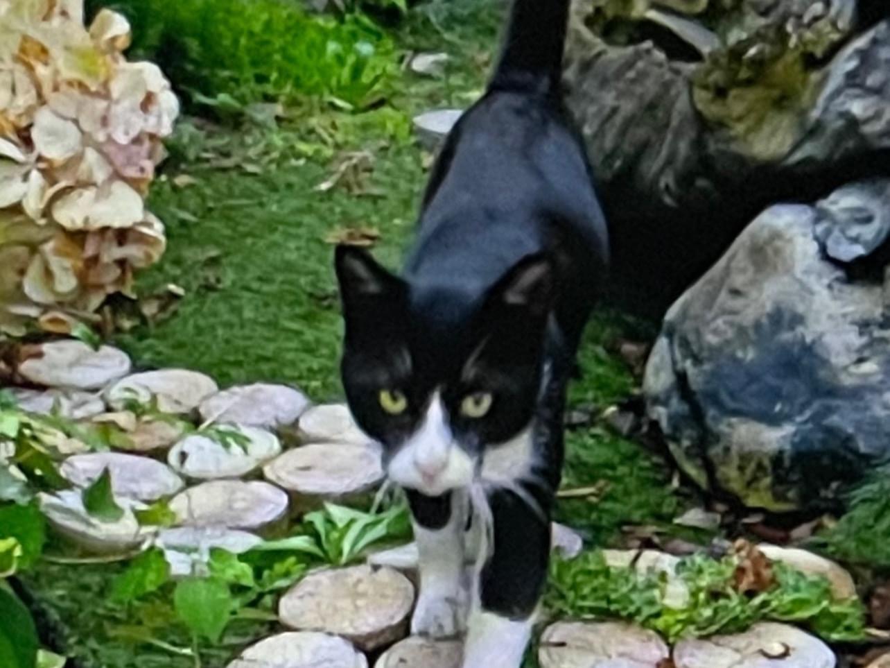 保護された猫 保護された猫