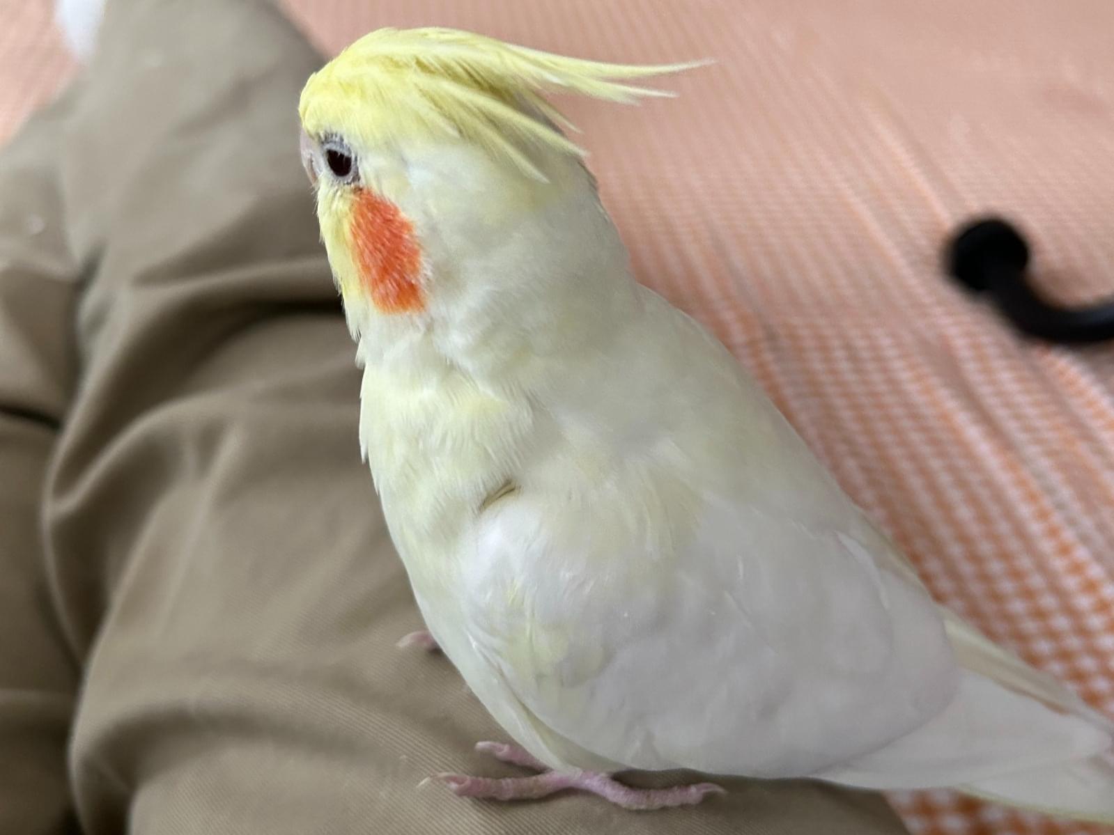 ピーちゃん ピーちゃん