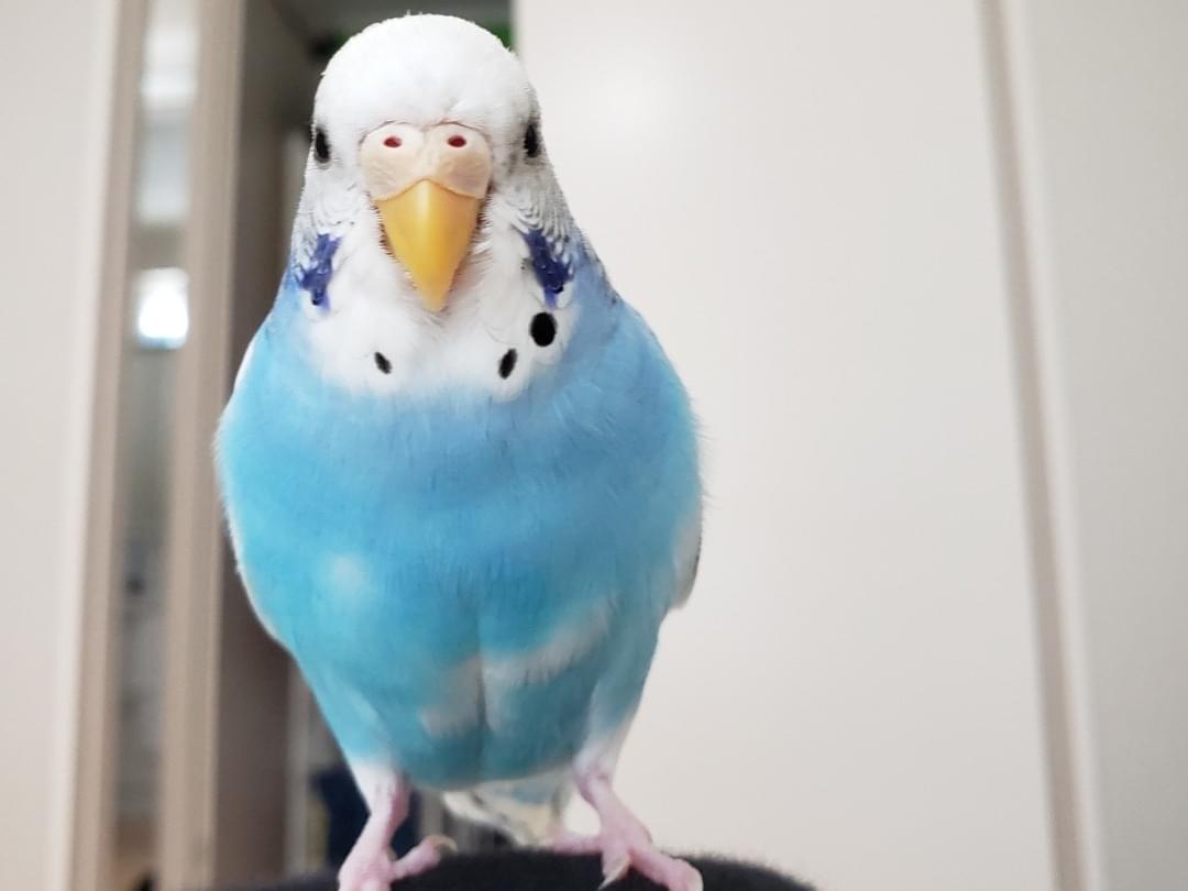 かいちゃん かいちゃん