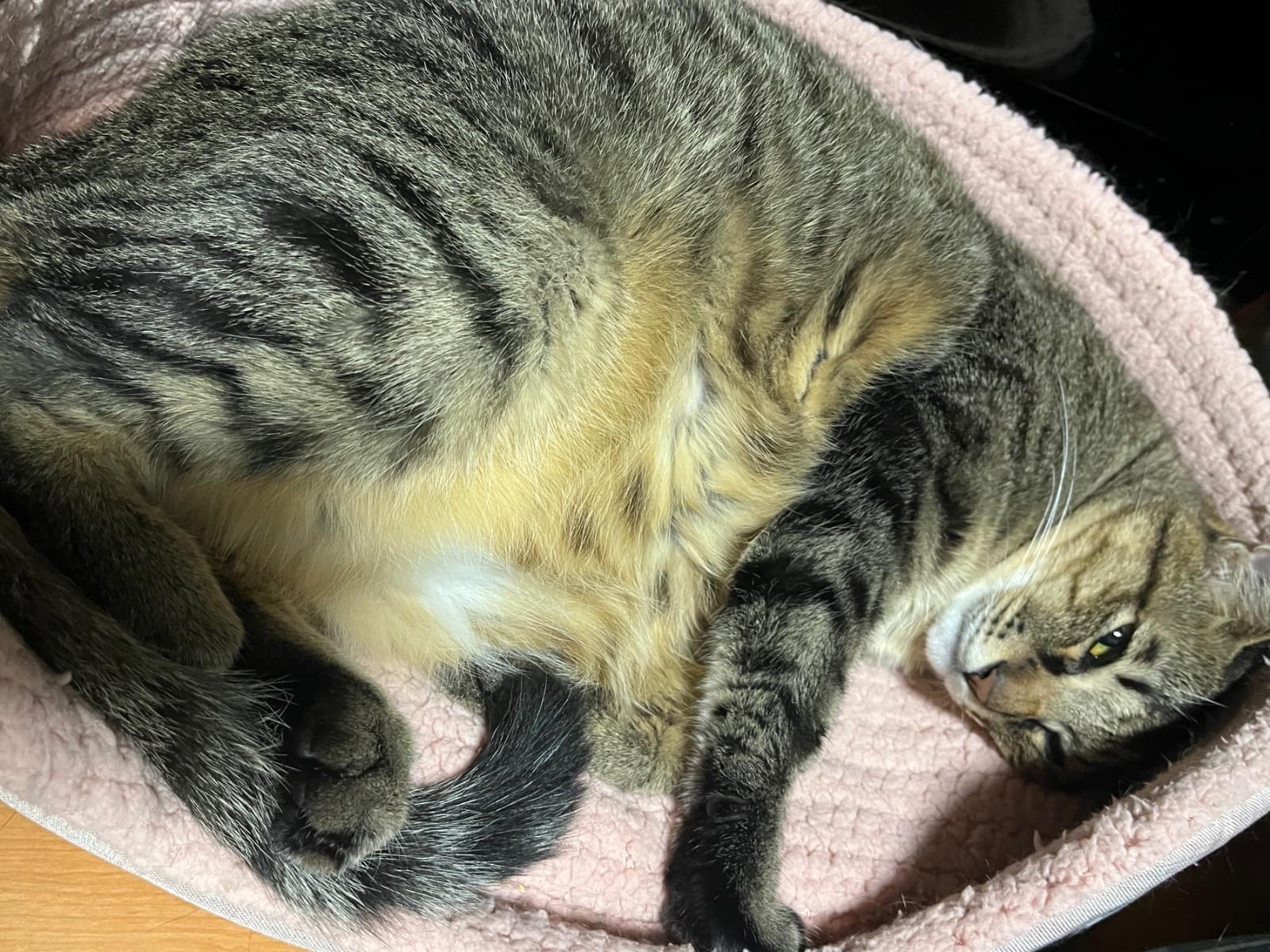 マロちゃん マロちゃん