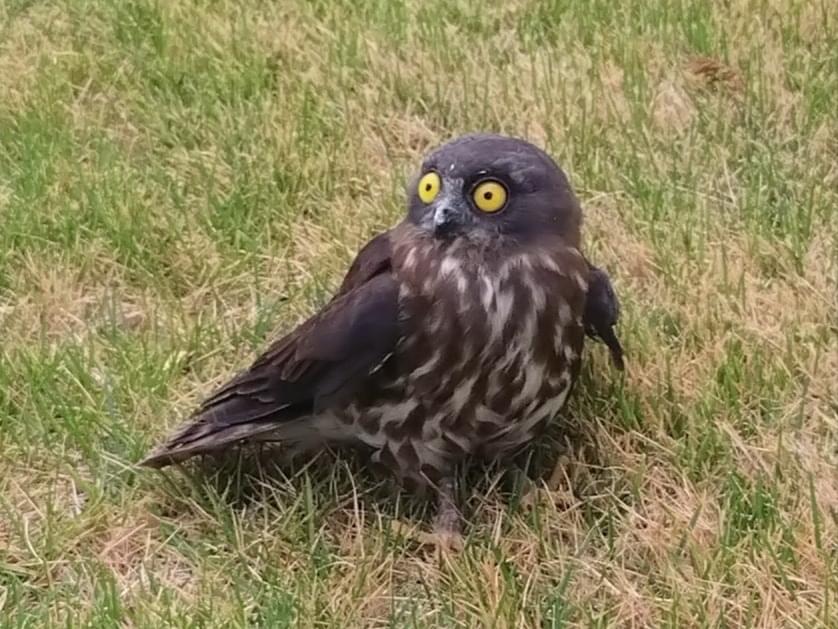 目撃された鳥 目撃された鳥
