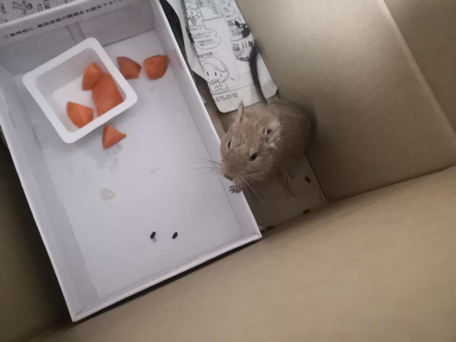 保護されたペット 保護されたペット