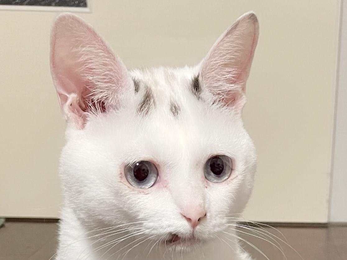 らんちゃん らんちゃん