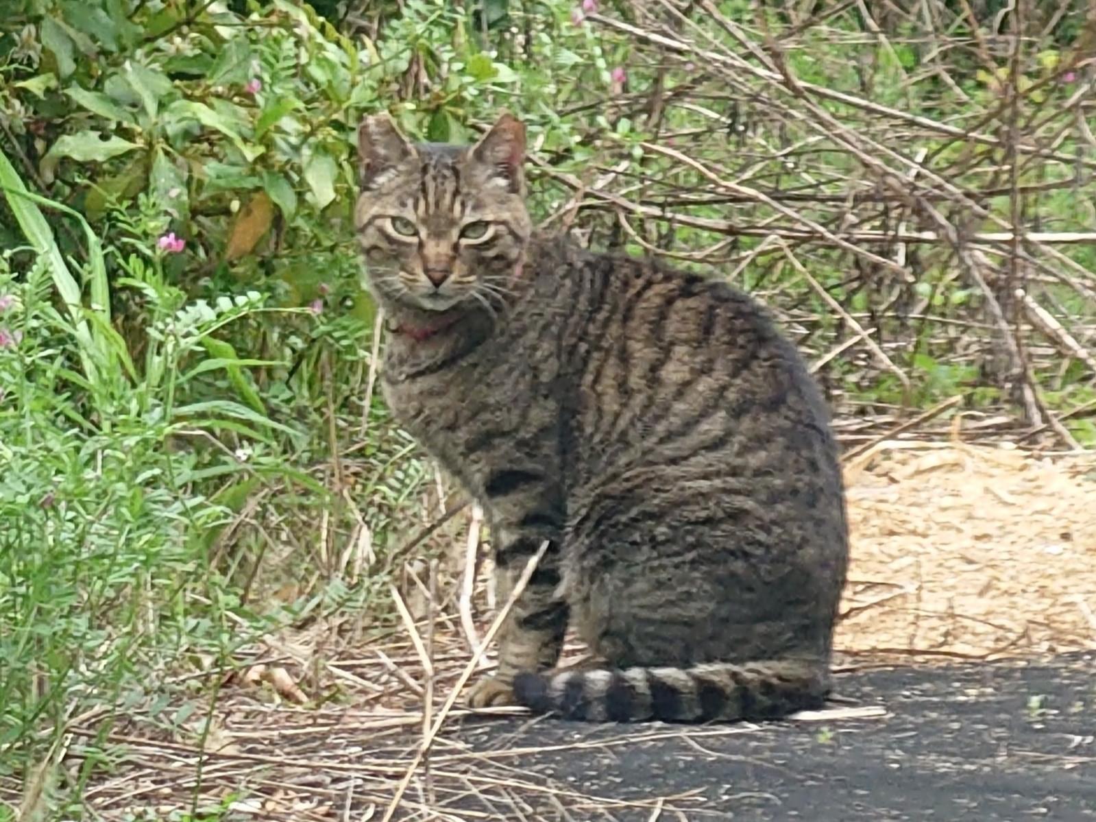 目撃された猫 目撃された猫
