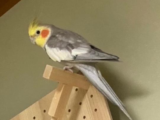 ピーちゃん ピーちゃん