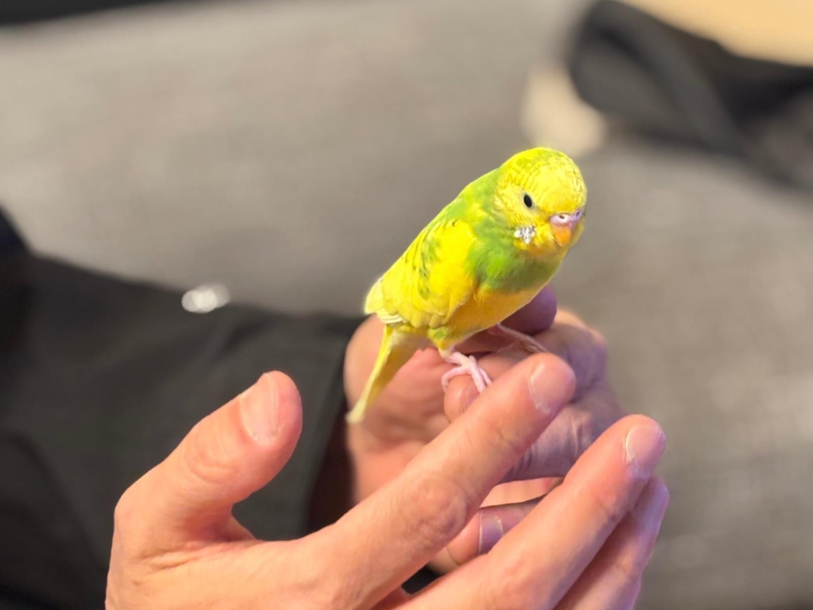 ピーちゃん ピーちゃん