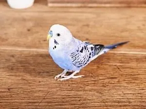 迷子ペットのデータベース