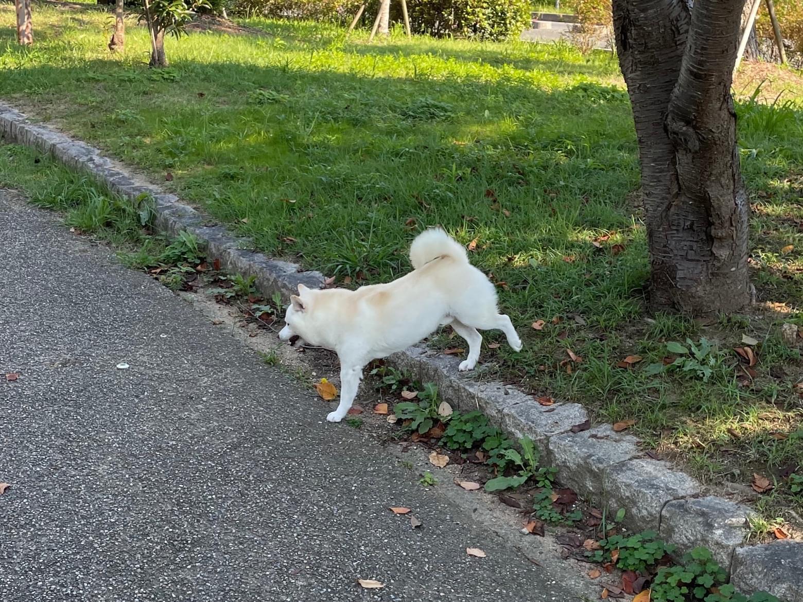 目撃された犬