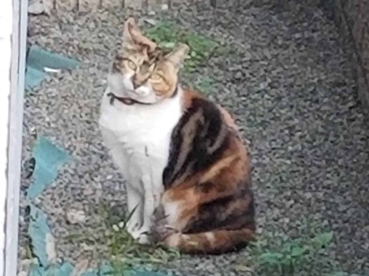 目撃された猫 目撃された猫