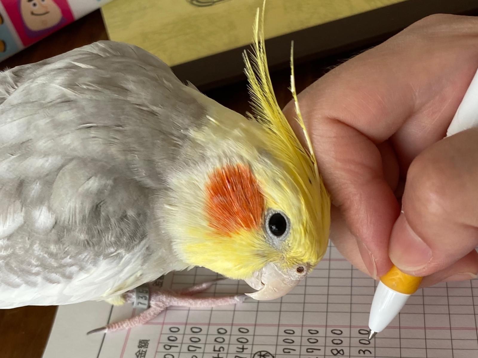 もちちゃん もちちゃん