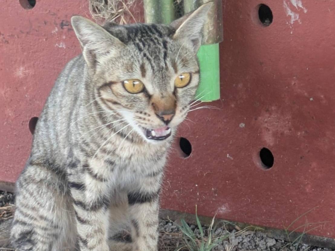 目撃された猫 目撃された猫