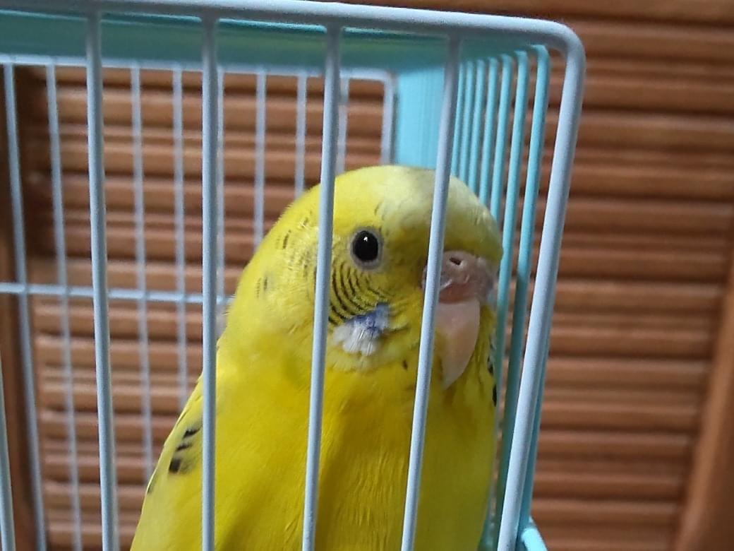保護された鳥 保護された鳥
