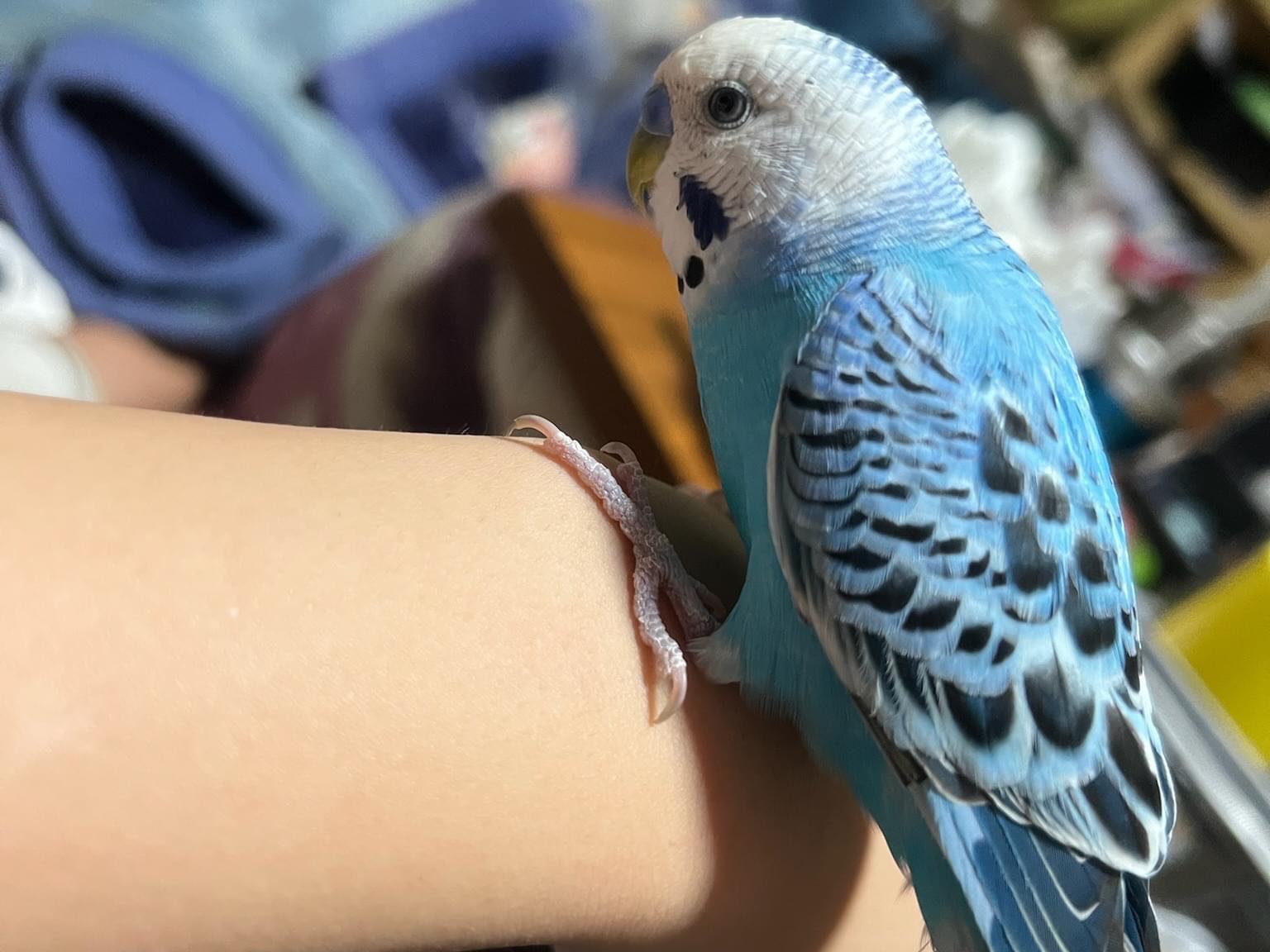 ぴーちゃん