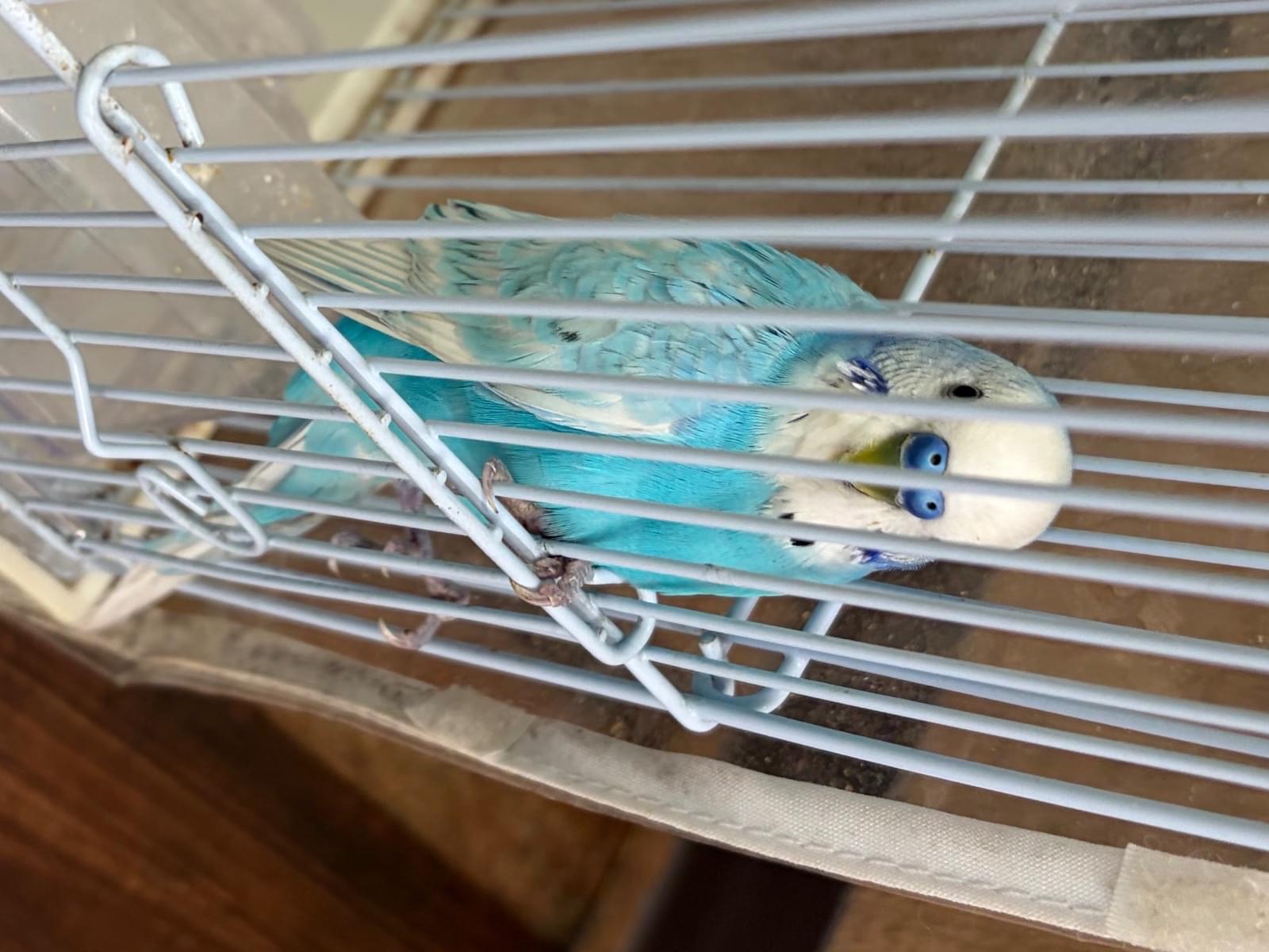 保護された鳥