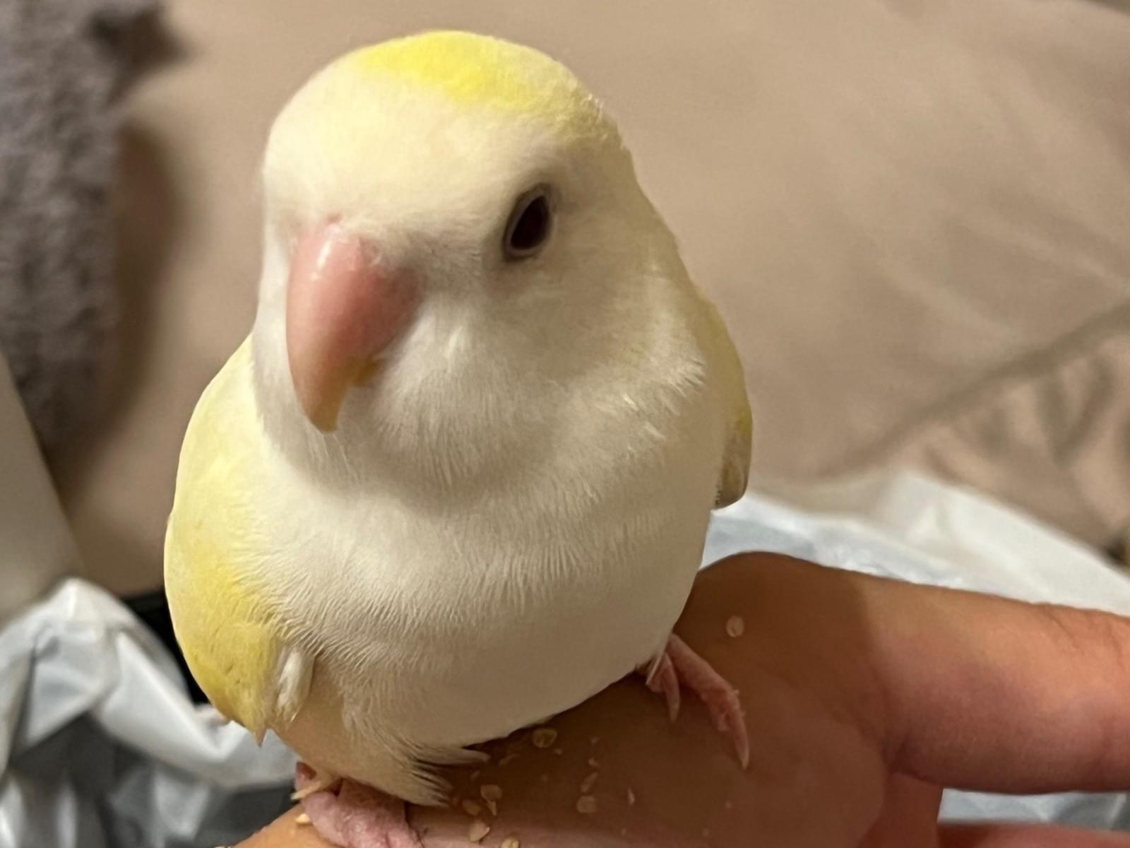 プクちゃん プクちゃん