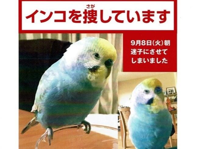 カツオちゃん カツオちゃん