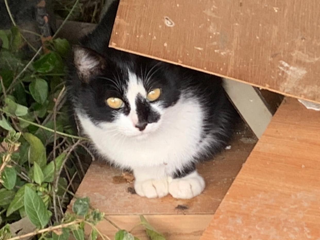 保護された猫 保護された猫