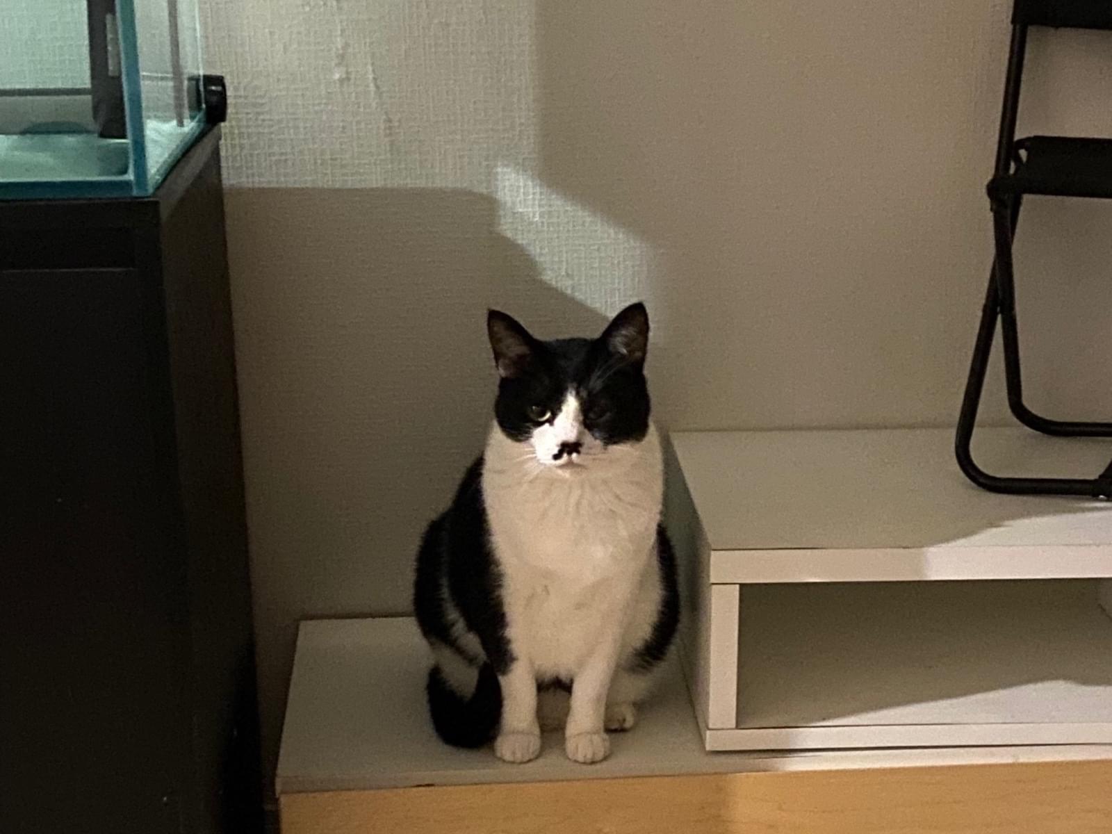 にゃん太ちゃん