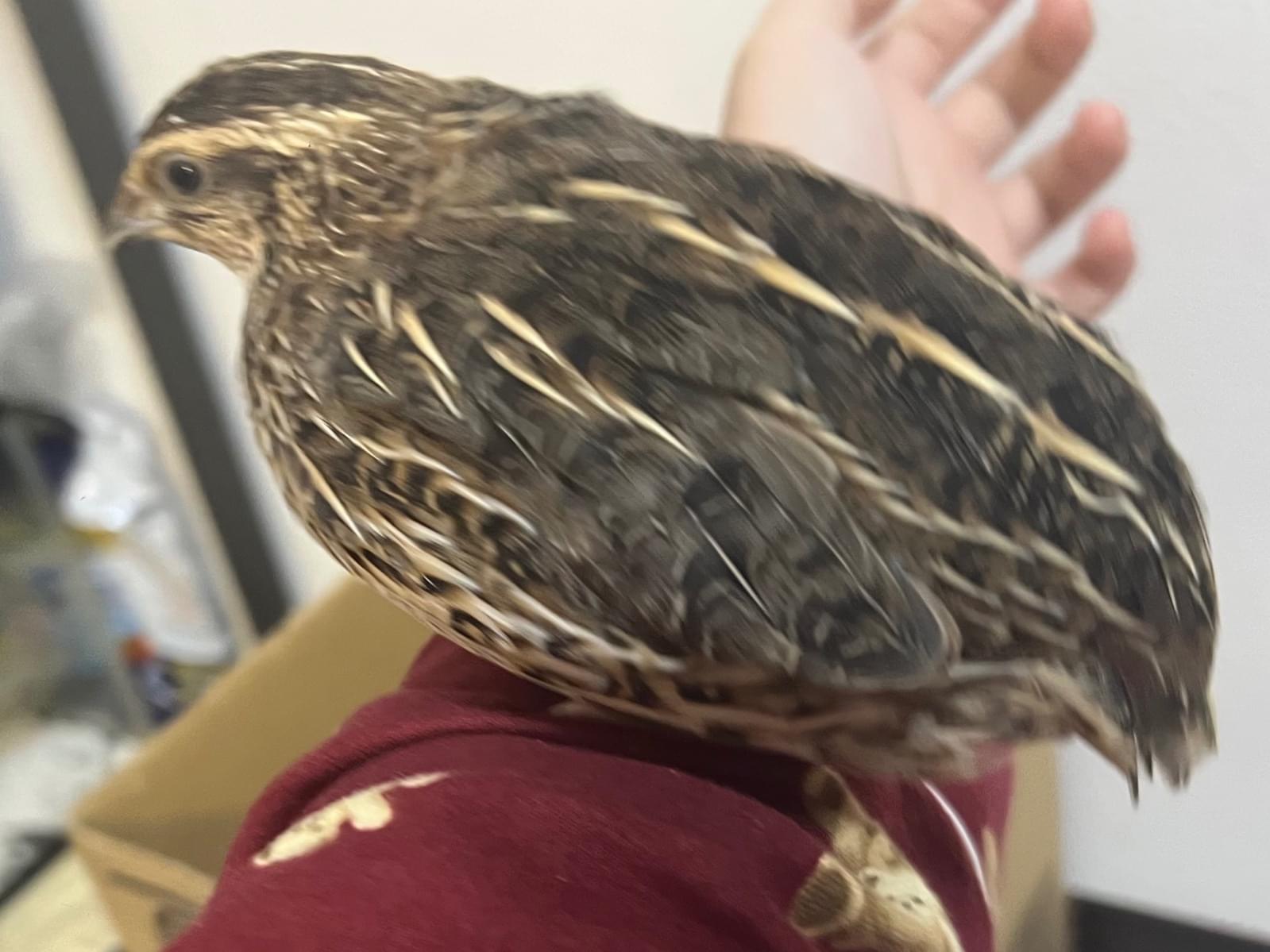 元宝ちゃん 元宝ちゃん