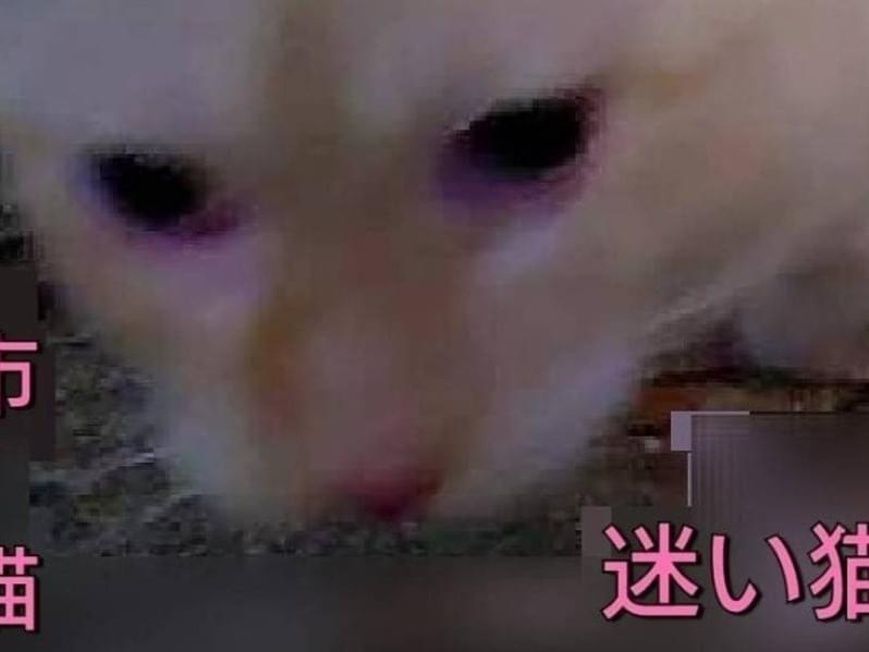 保護された猫 保護された猫