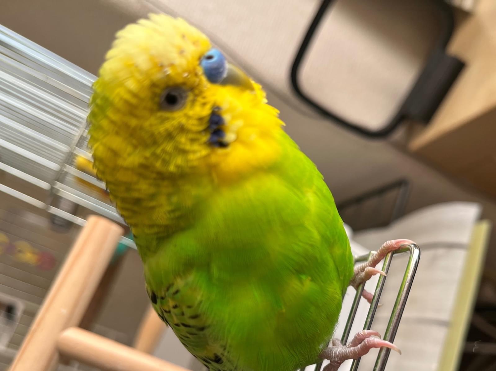 マッチャちゃん マッチャちゃん