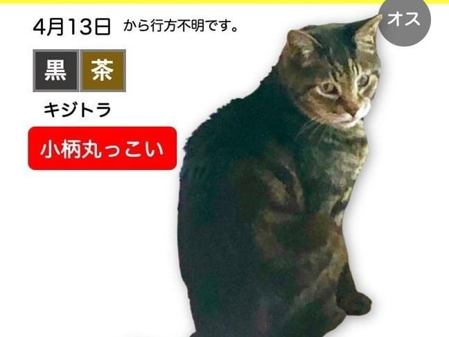 マンボちゃん マンボちゃん