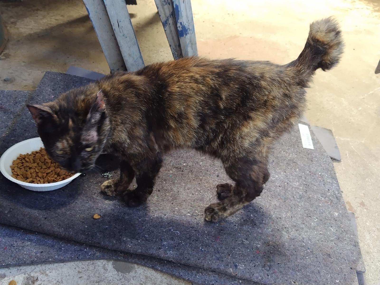 目撃された猫 目撃された猫