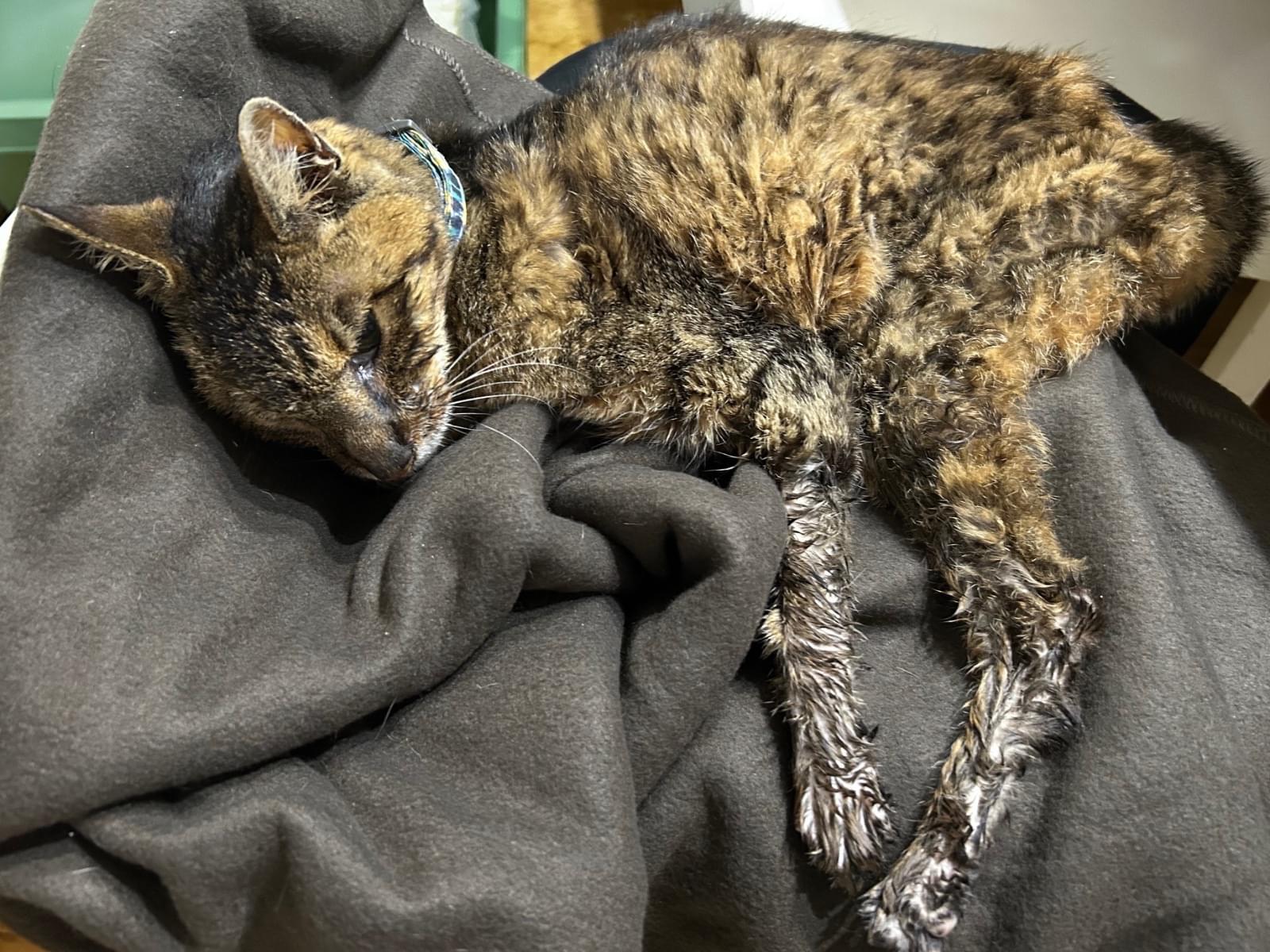 保護された猫 保護された猫