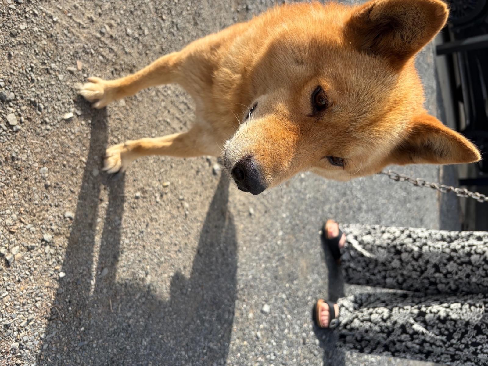 保護された犬 保護された犬