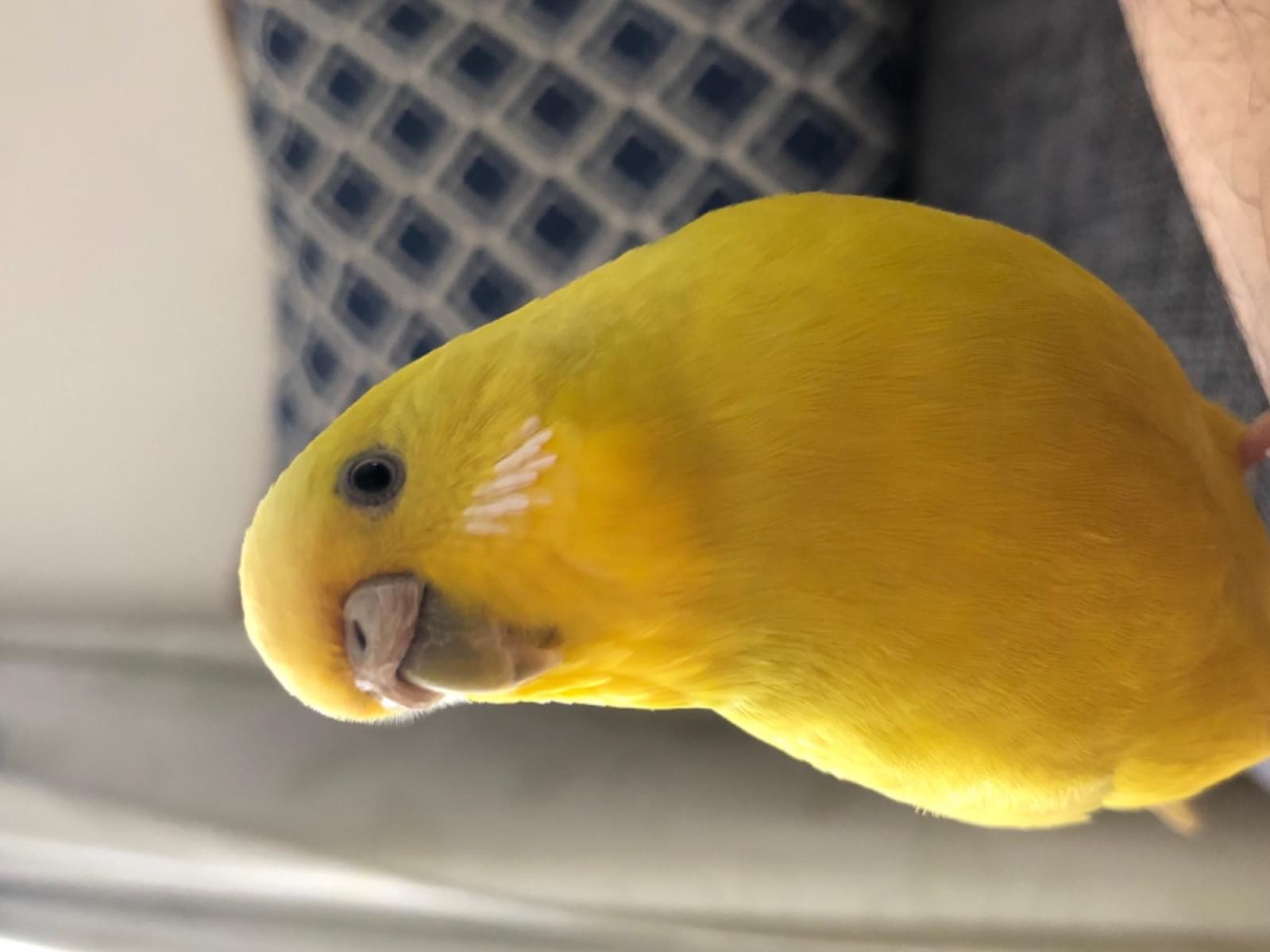 きなこちゃん きなこちゃん