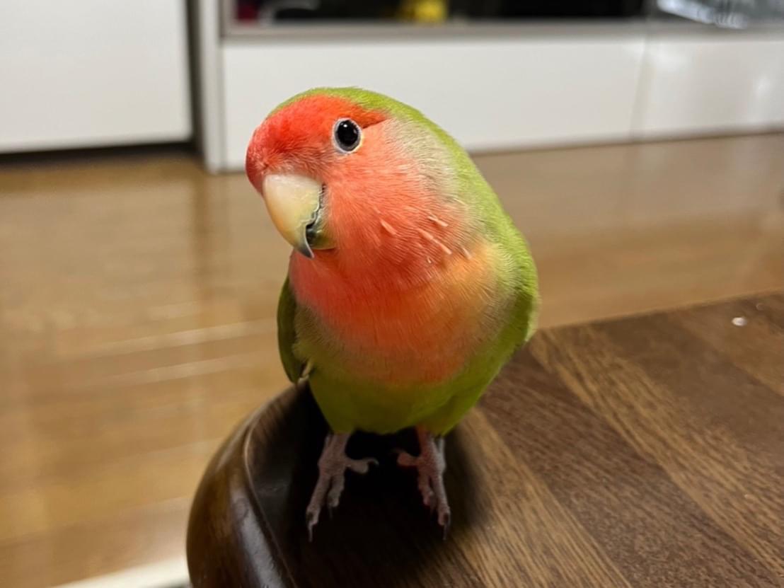 きゅうちゃん きゅうちゃん