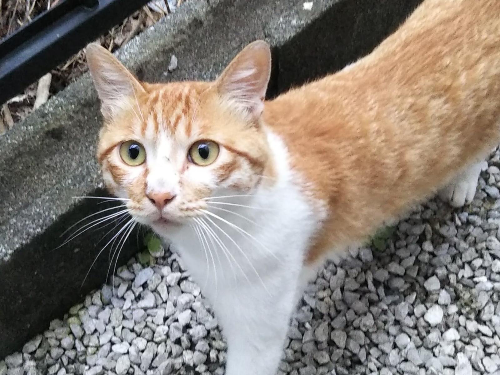 目撃された猫 目撃された猫