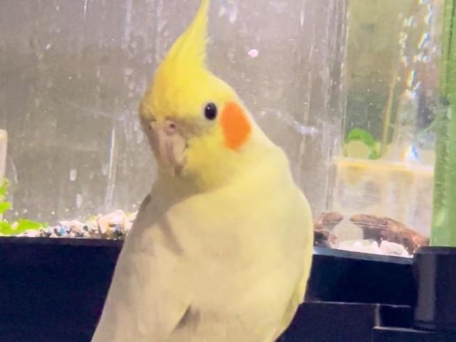 ふうたちゃん ふうたちゃん