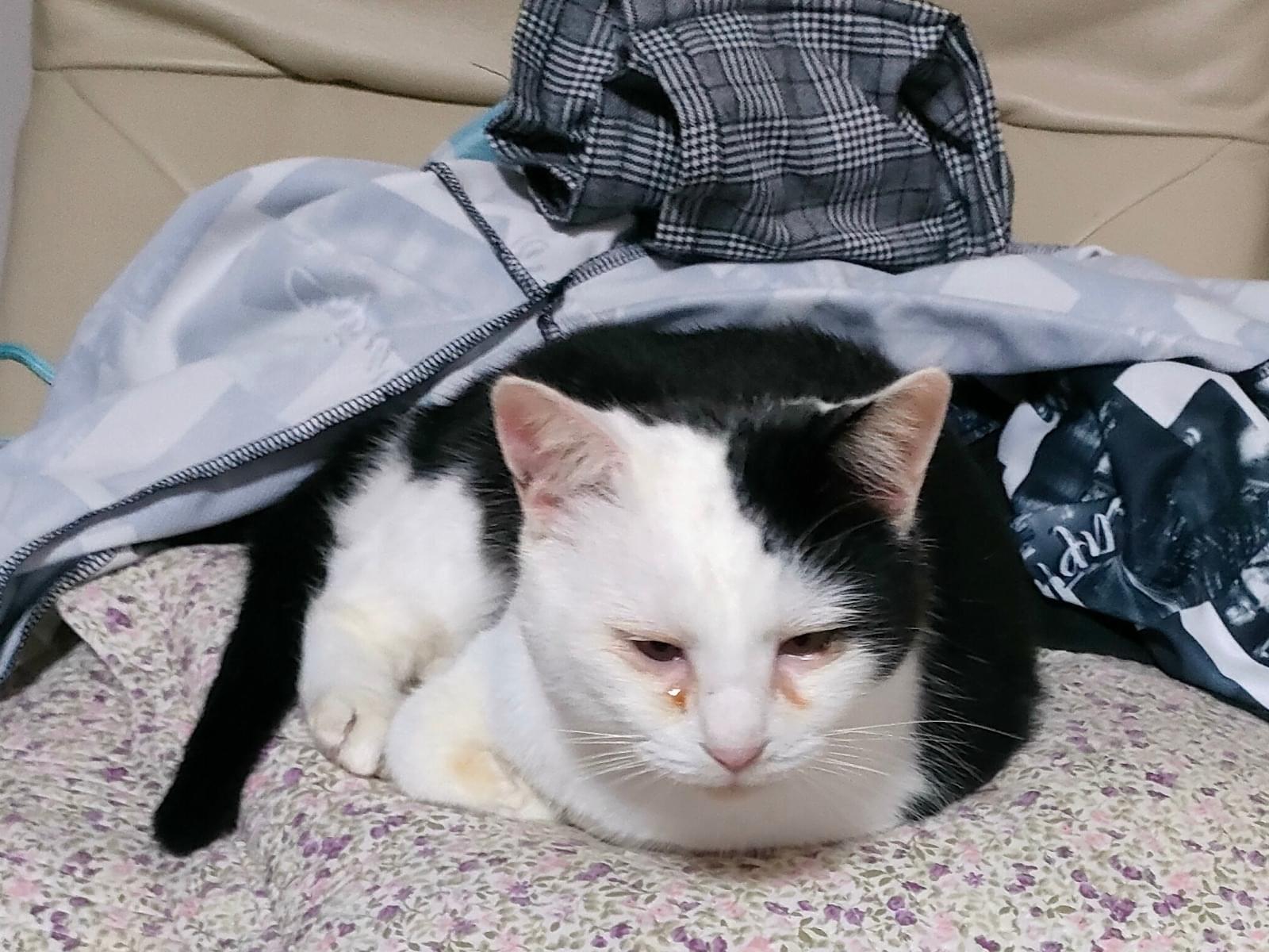 保護された猫 保護された猫