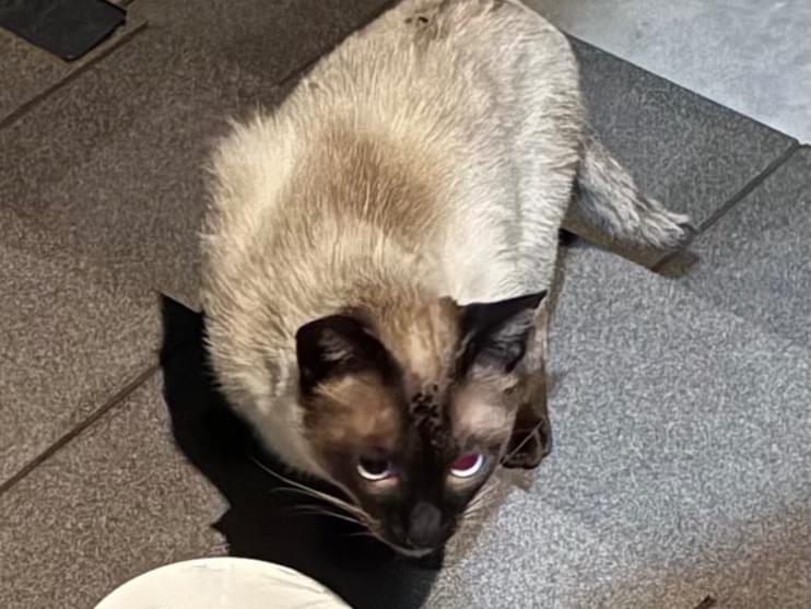 目撃された猫