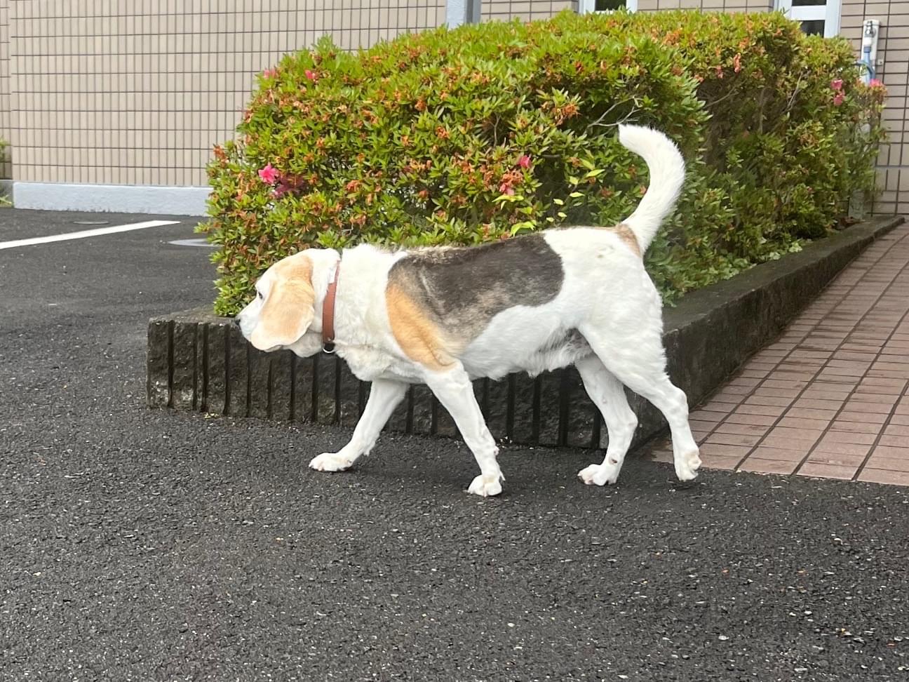 目撃された犬 目撃された犬