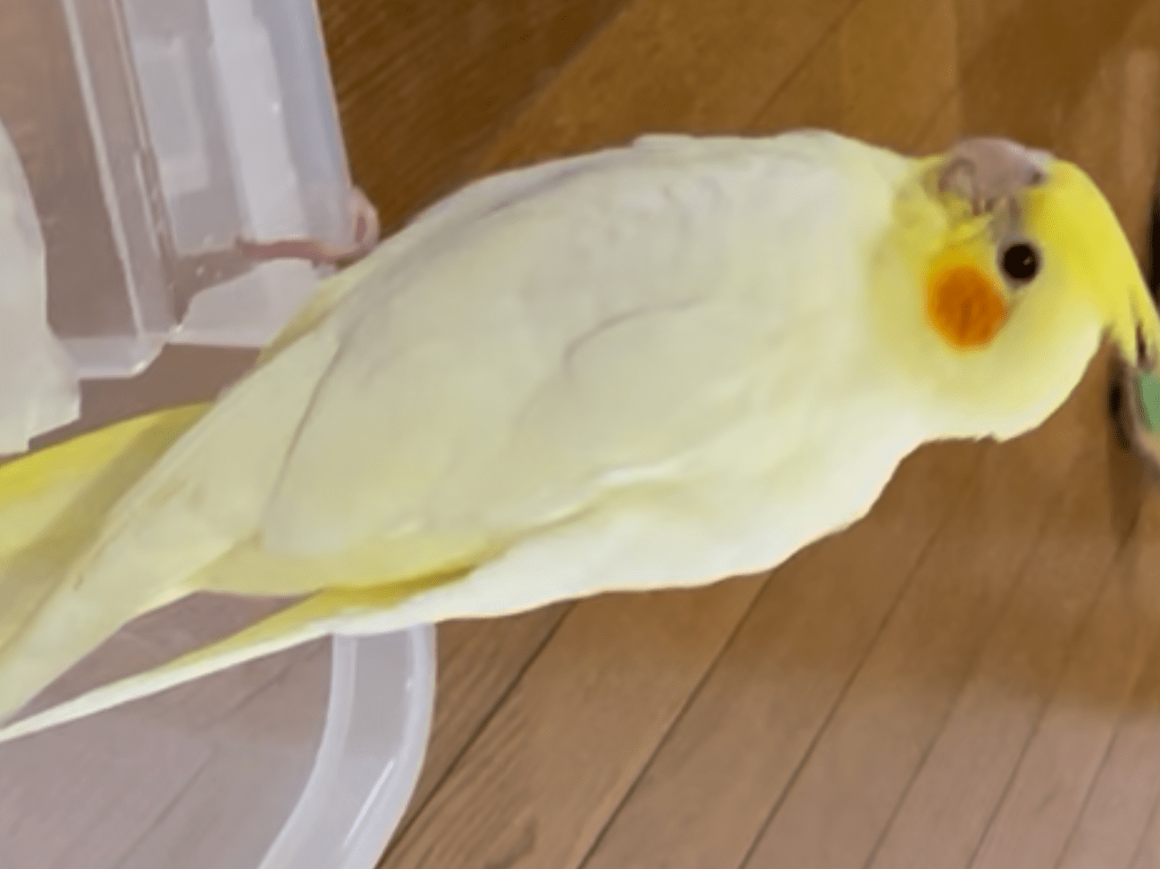 はっちゃん はっちゃん